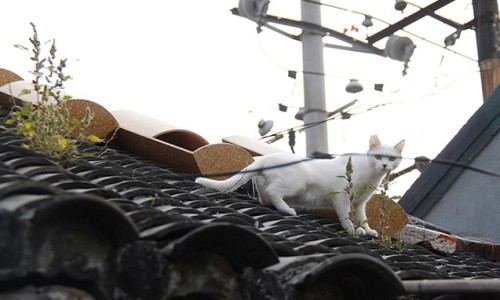 日本 ODD 设计事务所在北京“猫儿胡同“搭建屋顶之家